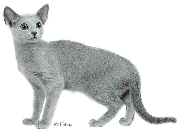 ロシアンブルー専門キャッテリー ブリーダーのスノーアイランド 神奈川県相模原市のロシアンブルーキャッテリー ブリーダーです 美しく健康で性格の良い ロシアンブルーを育てることを目的に子猫を育てています Cfa登録キャッテリー キャットショーで世界一の
