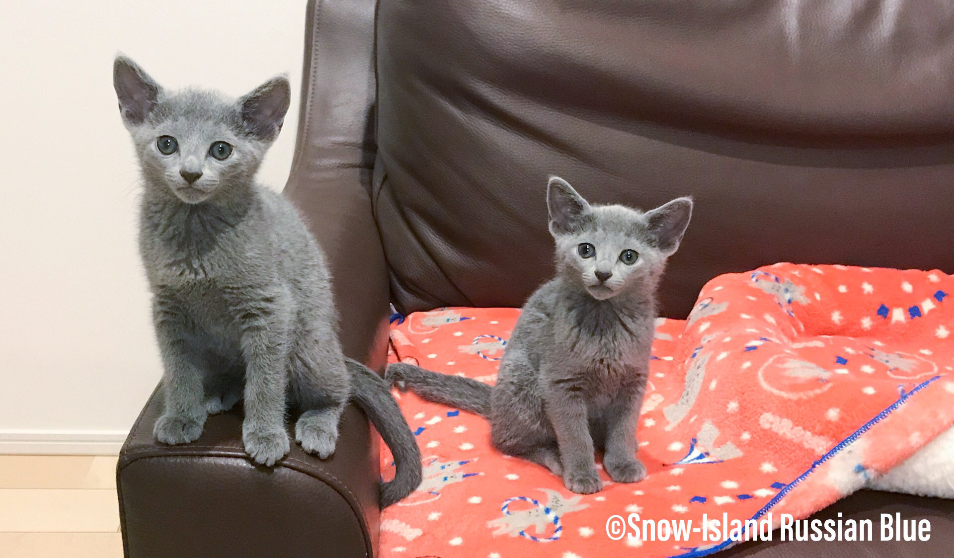 飼い主さん決まりました ロシアンブルーの子猫の飼い主さん募集中 ロシアンブルー専門キャッテリー ブリーダーのスノーアイランド